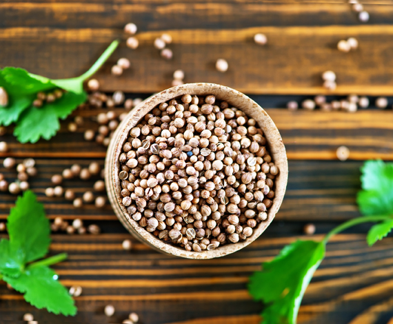 Dhania Seeds
